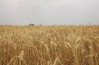 تشکیل باشگاه گندم یاران در خوزستان  برای افزایش خوداتکایی و کشاورزی پایدار
