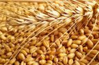 خرید تضمینی بیش از ۵۸ هزار تن گندم و کلزا در استان خوزستان