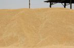 خرید گندم در خوزستان از مرز یک میلیون و ۱۴۳ هزار تن گذشت.