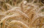 خرید بیش از ۸۶۱ هزار تن گندم و کلزا از کشاورزان خوزستان